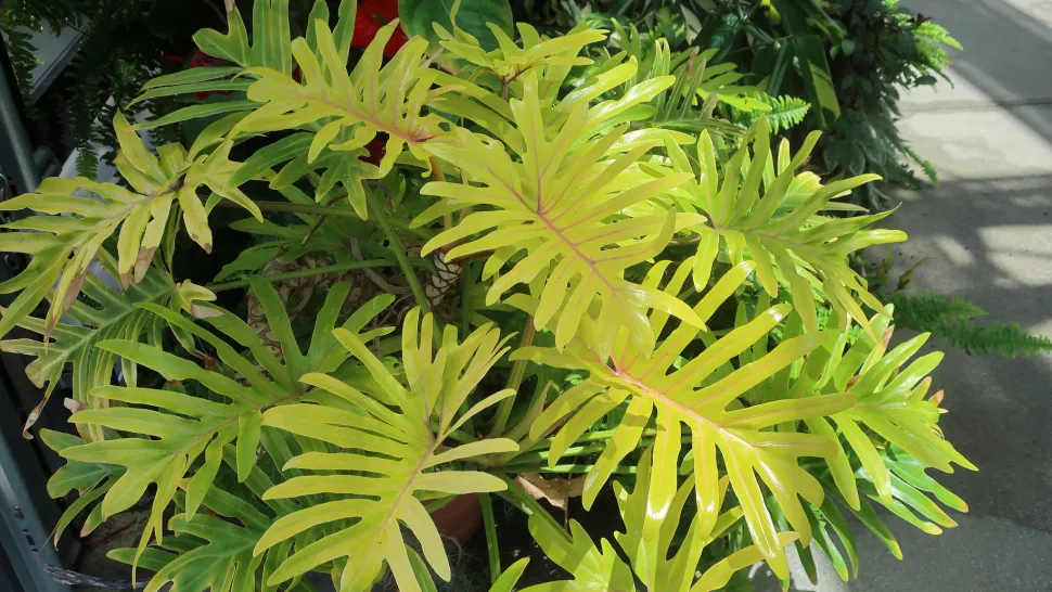 Philodendron bipinnatifidum in vaso