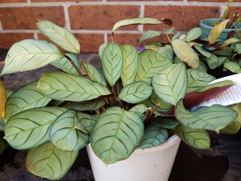 Ctenanthe burle-marxii mit silbernen Blättern