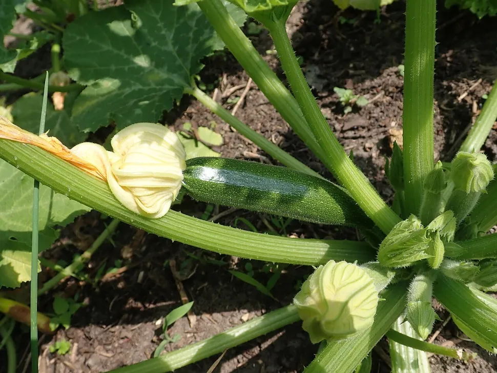 Langstrakt grøn courgette