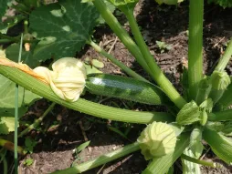 Langstrakt grøn courgette