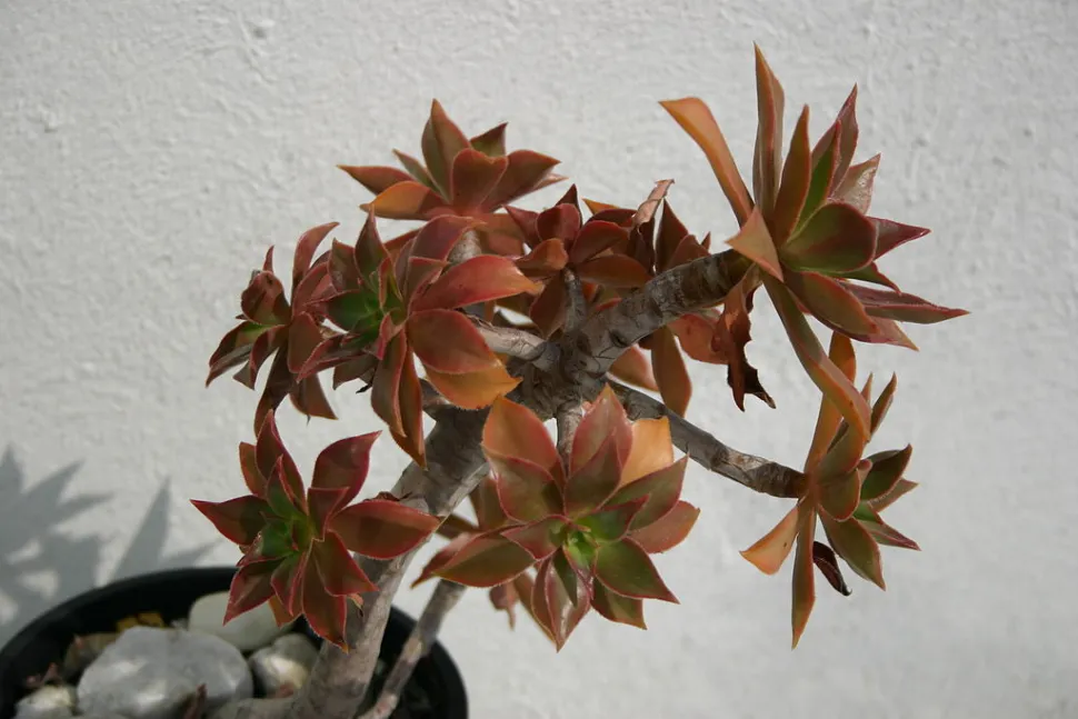 Aeonium leucoblepharum in een pot