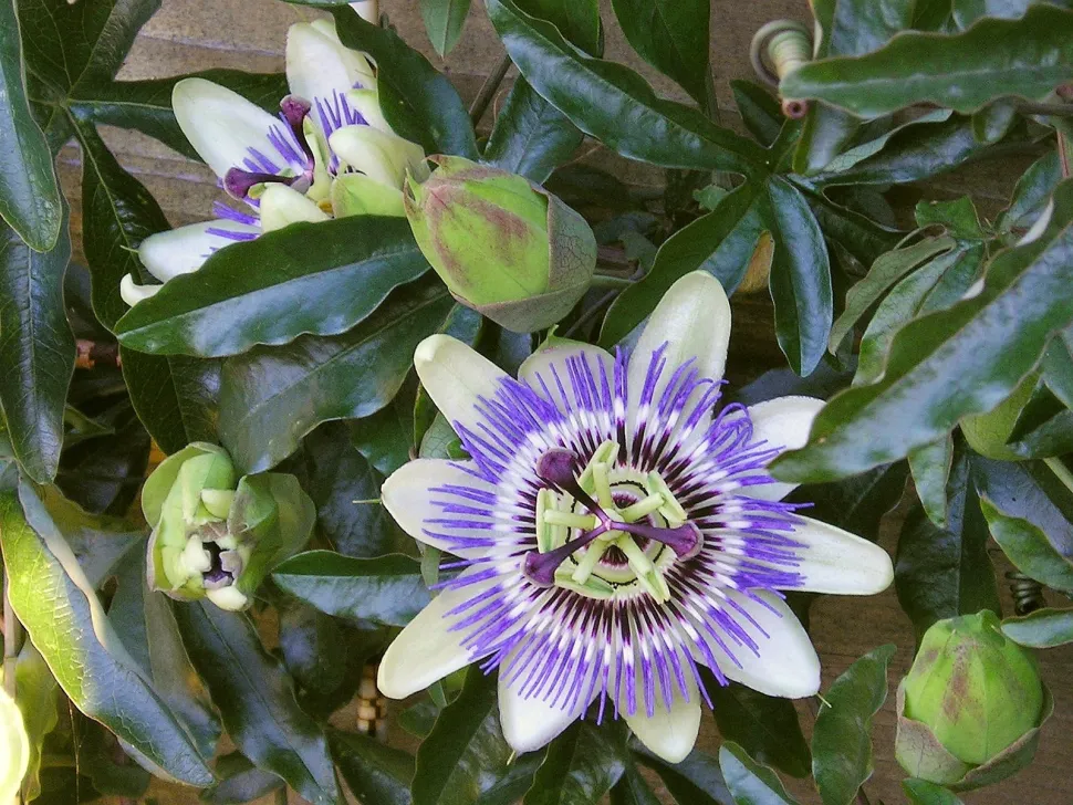 Blomst Passiflora caerulea