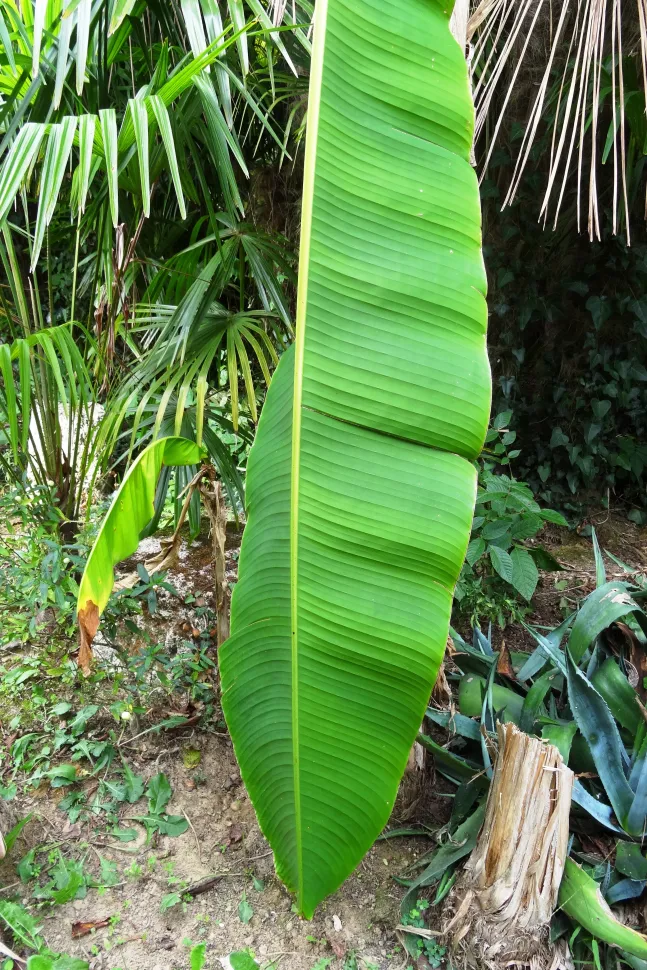 Blad fra Musa basjoo