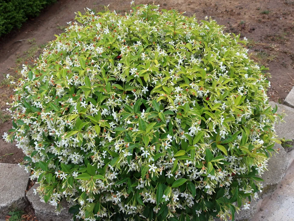 Star jasmine in a bed