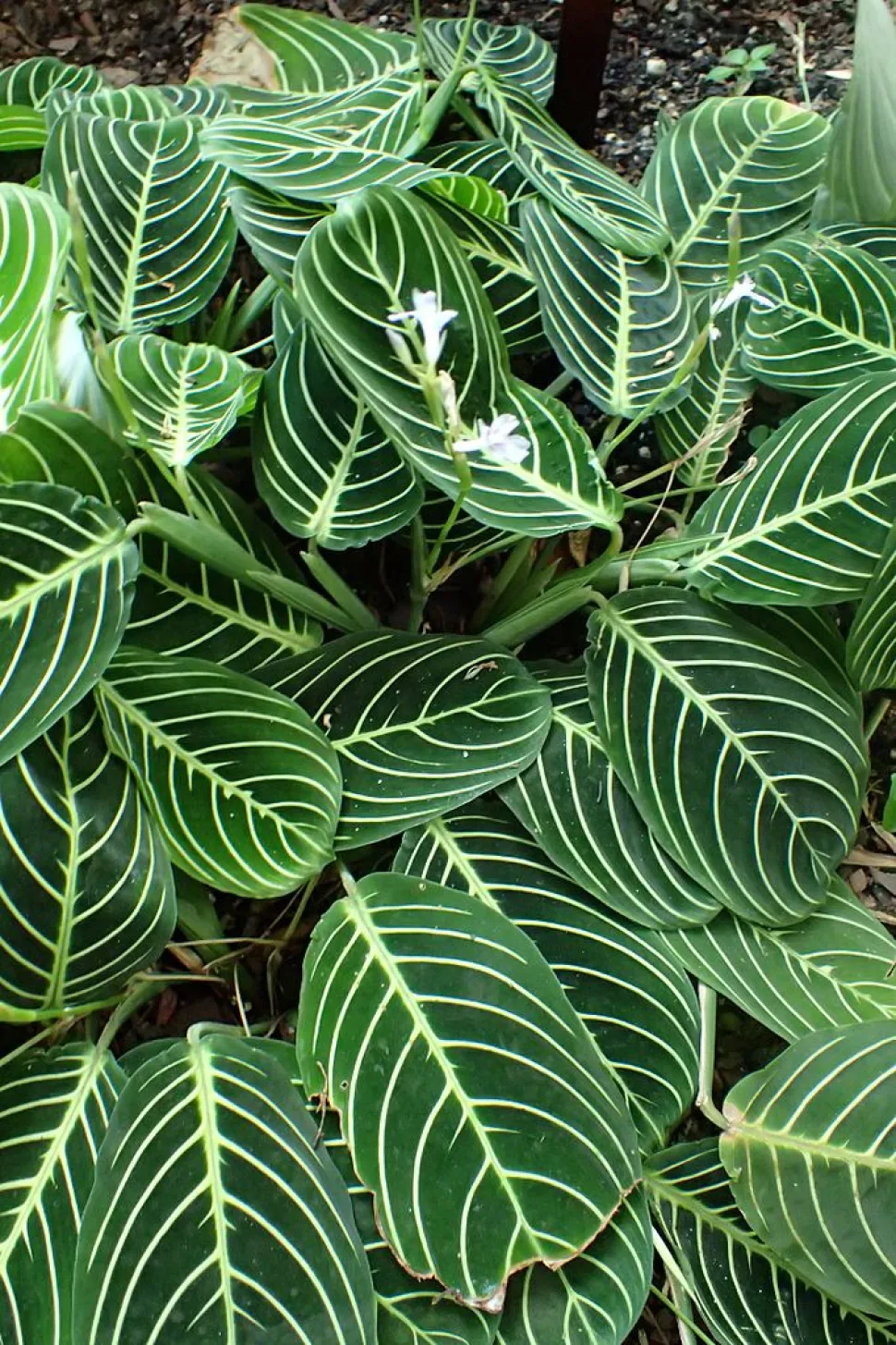 Groene bladeren met witte nerven Maranta leuconeura