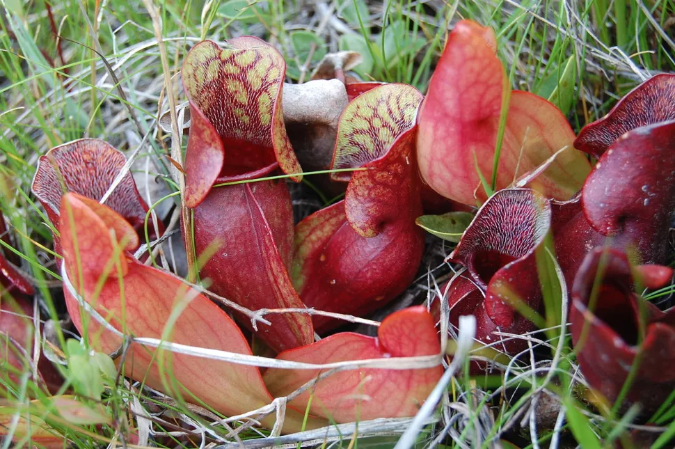 Sarracenia purpurea paarse vleesetende plant