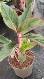 Aglaonema Crete in een pot
