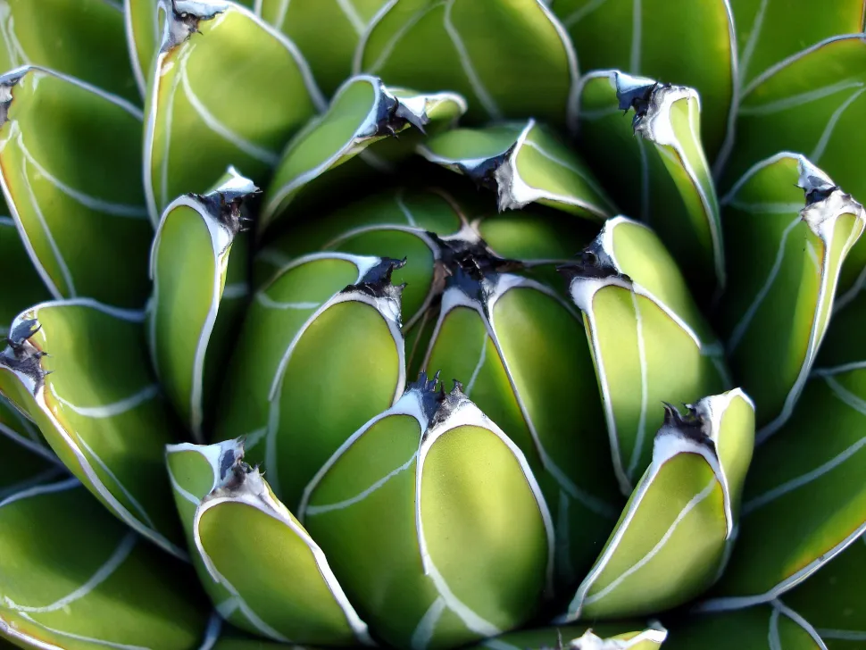 Bladroset Agave victoria-reginae