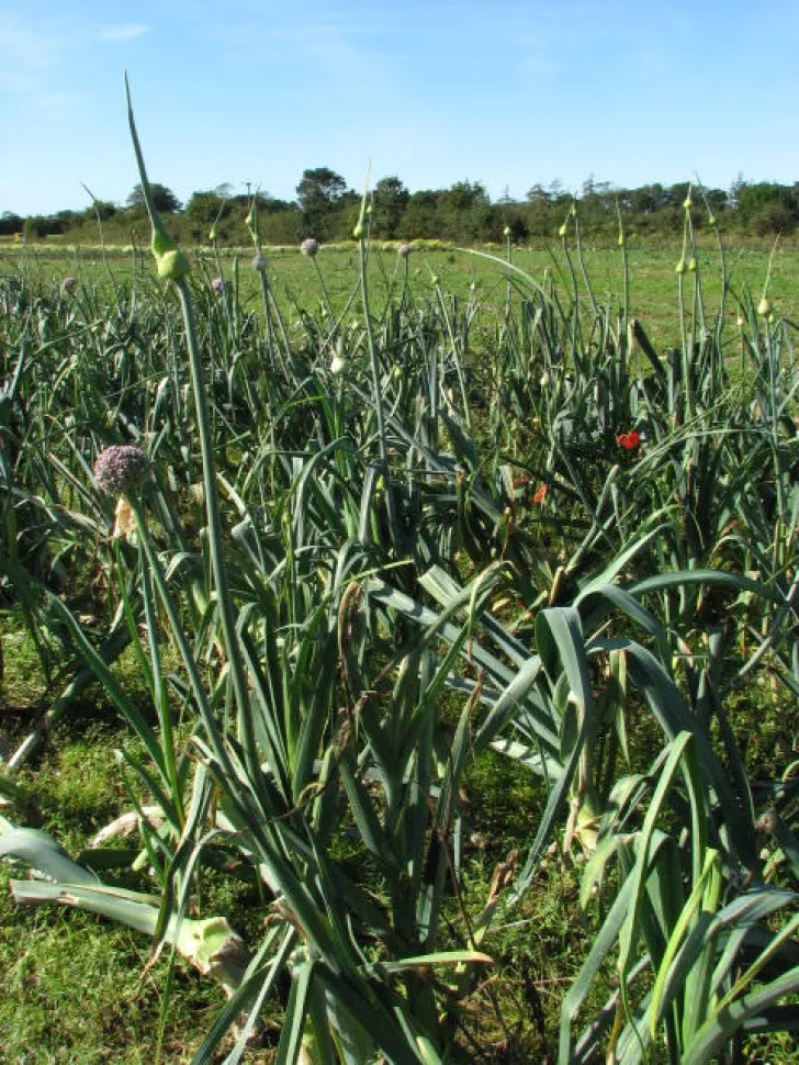 Porre med blomster i friland om sommeren