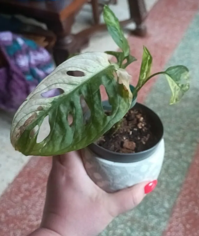 Monstera panaché adansonii variegata