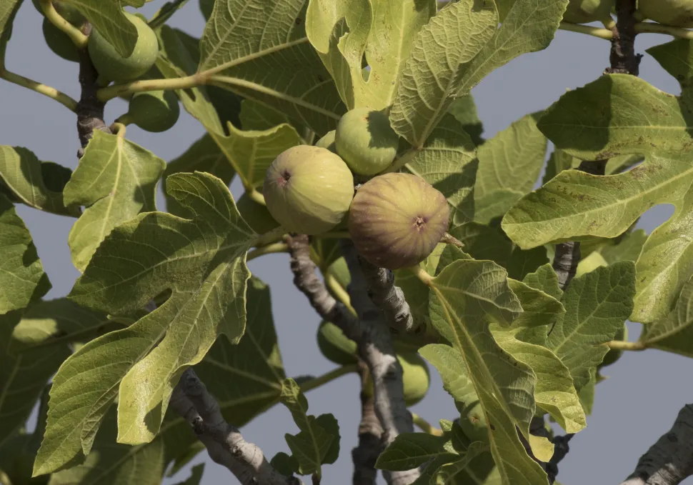 Grüne Feigen Ficus carica