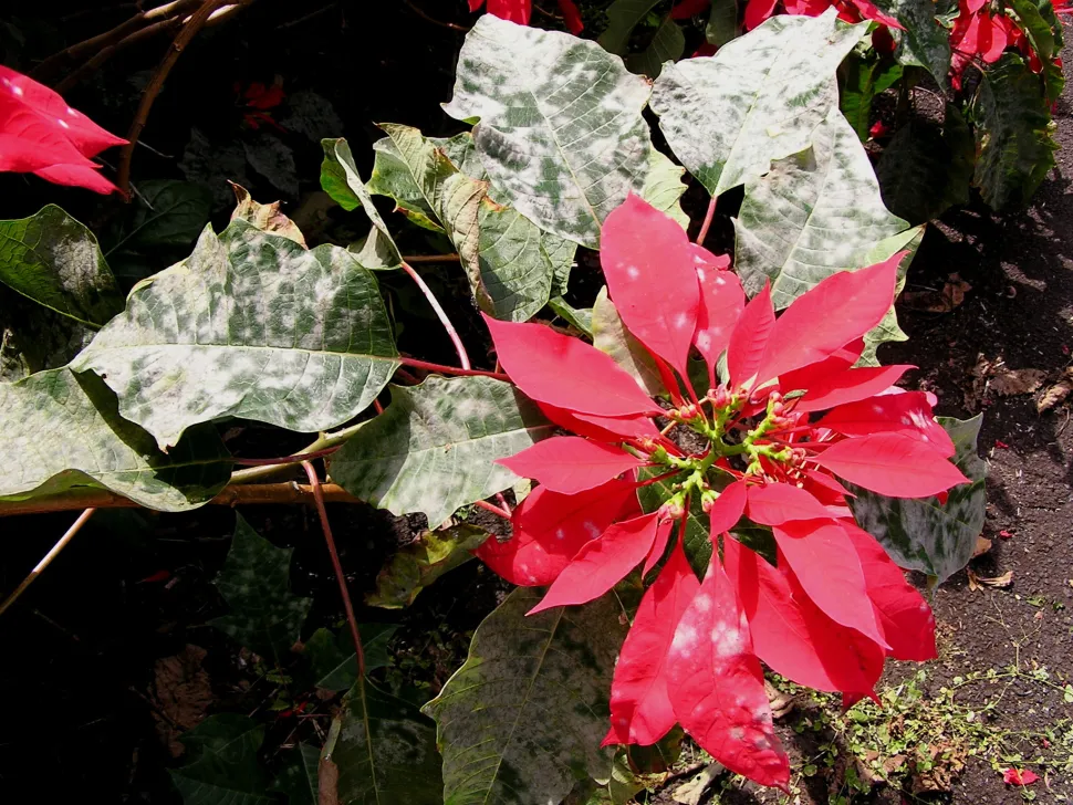 Oídio em flores e folhas de poinsétia