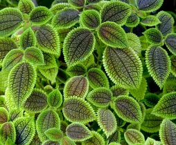 Green and dark green leaves of Pilea involucrata