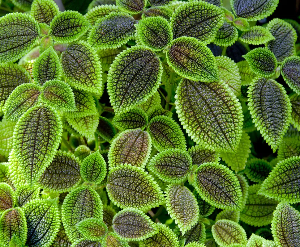 Grønne og mørkegrønne blade af Pilea involucrata
