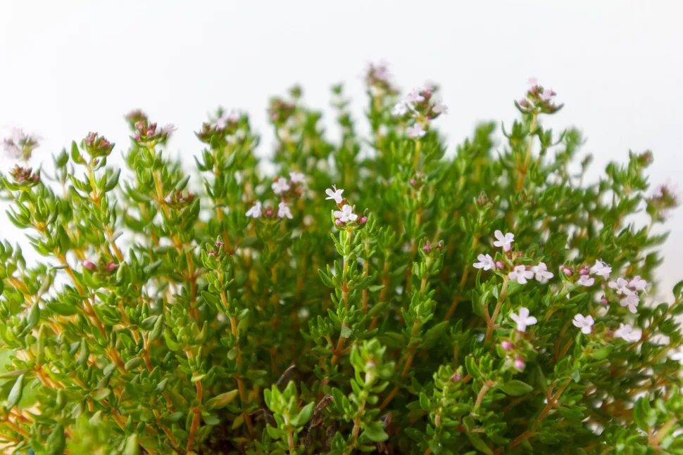 Strauch mit rosa und weißen Blüten Thymian