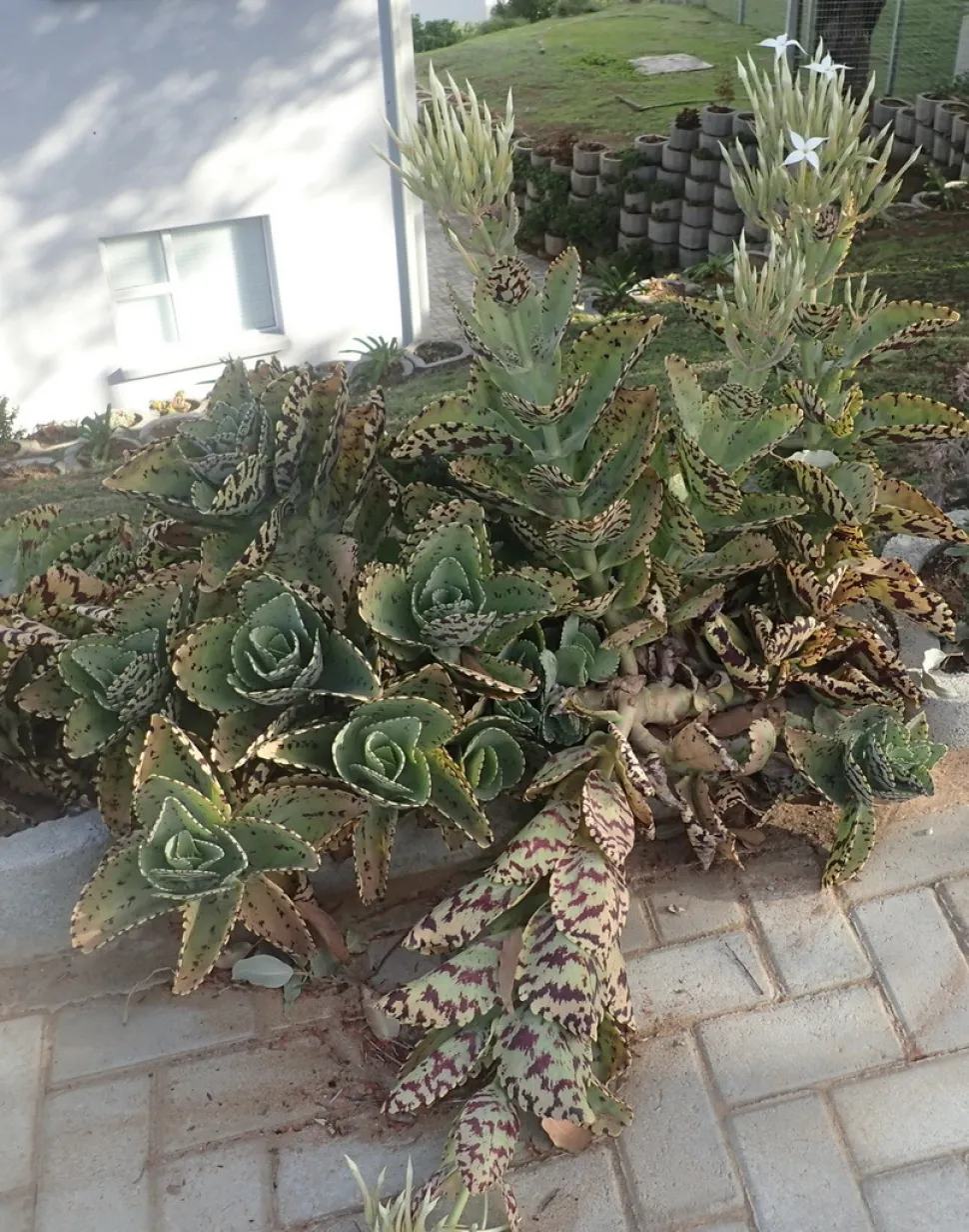 Kalanchoe marmorata num jardim de pedras