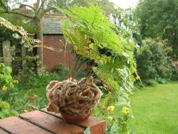 Potted rabbit's foot fern