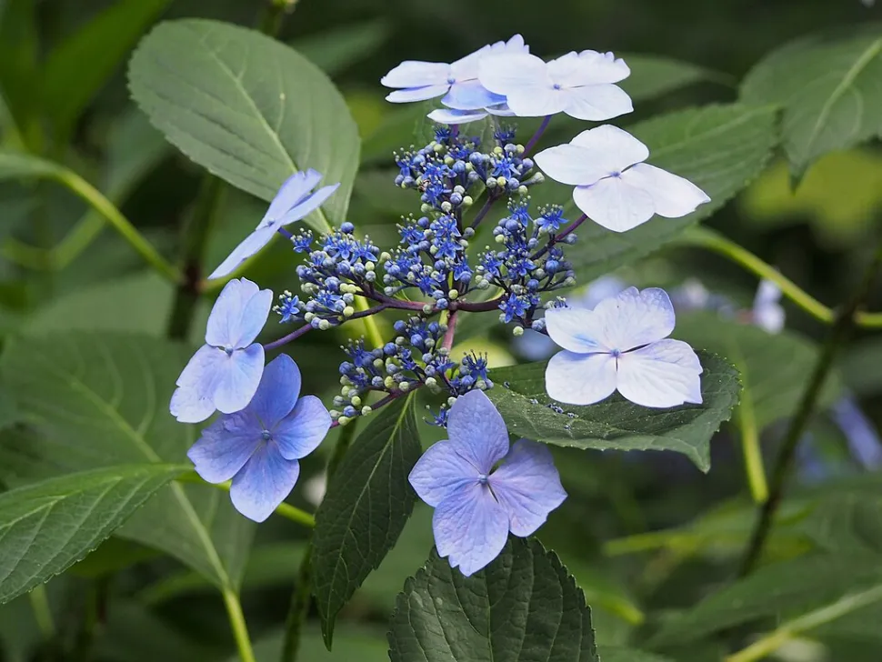 Fleurs stériles et fertiles Hydrangea 'Mariesii lilacina'