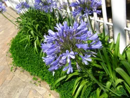 Blomstrende skærmplante Agapanthus africanus