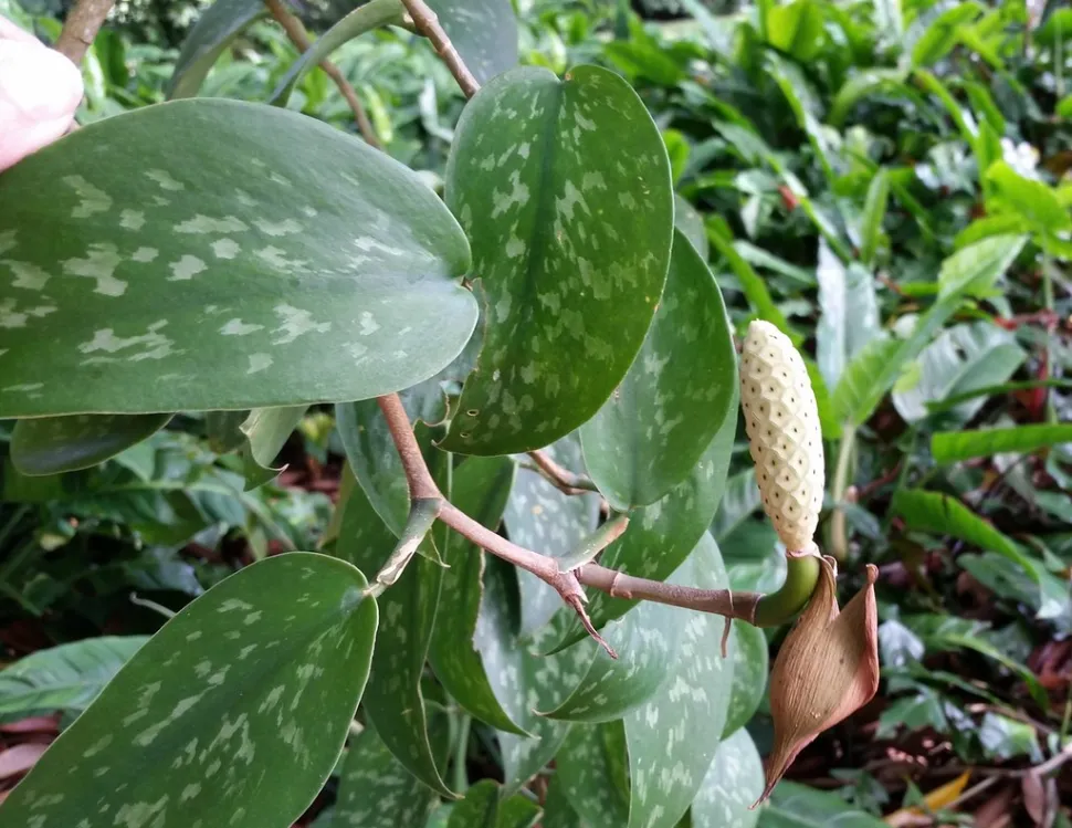 Groen en zilver blad Scindapsus pictus argyraeus