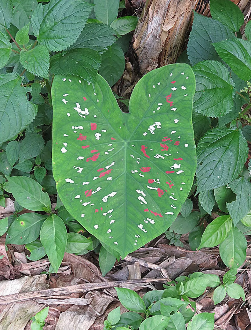 Groot groen blad gevlekt met roze en wit Caladium bicolore
