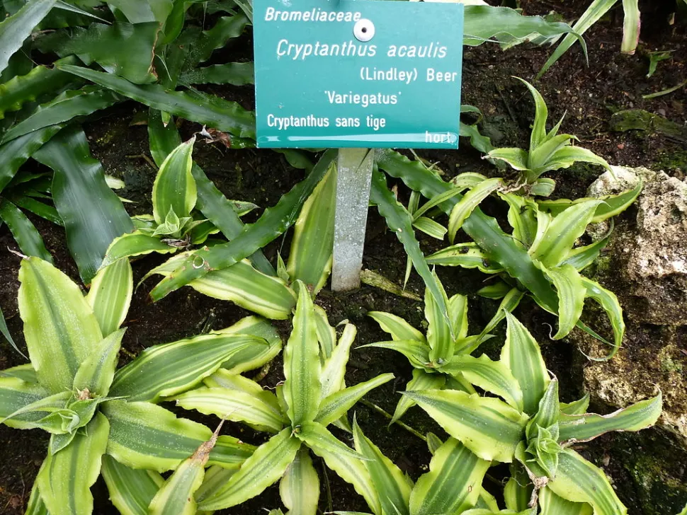 Cryptanthus acaulis licht- en donkergroen