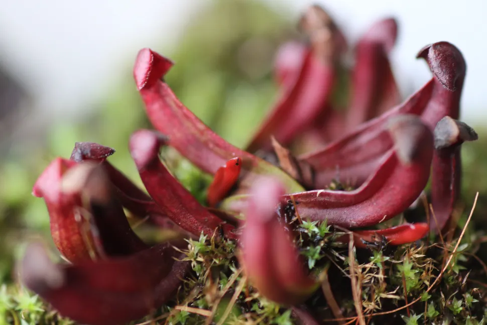 Urnas para plantas carnívoras Sarracenia purple