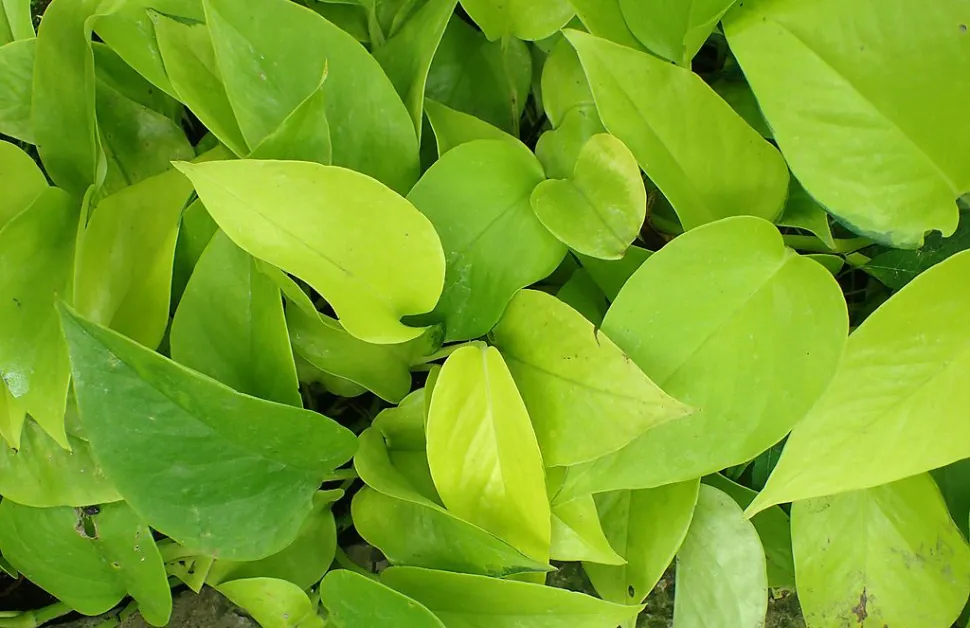 Foglie di Pothos verde neon