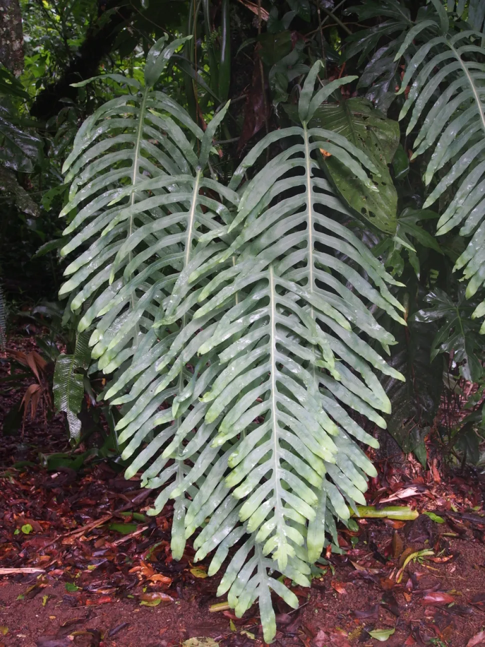 Wedel von Phlebodium pseudoaureum
