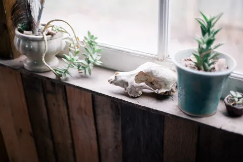 Plantes en pot sur le rebord d'une fenêtre
