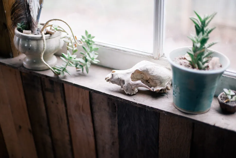Potplanten op een vensterbank