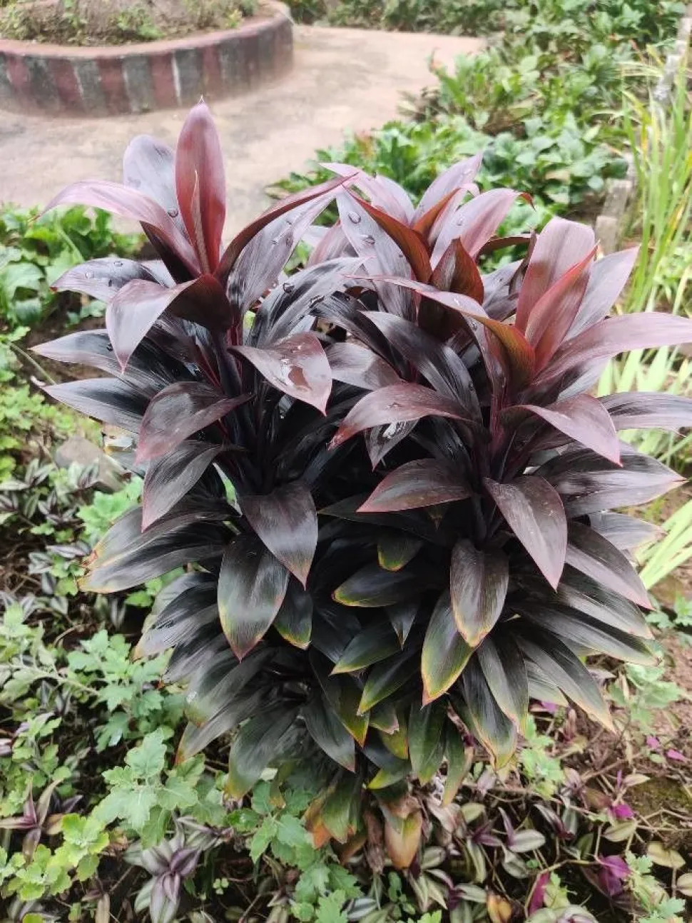 Cordyline púrpura hojas 'Purple Compacta