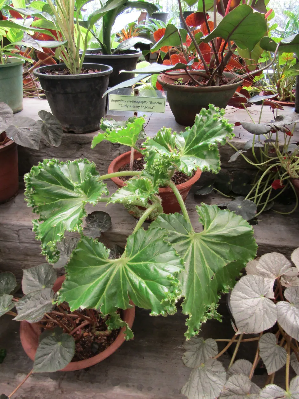 Begonia erythrophylla Sorte Bunchie