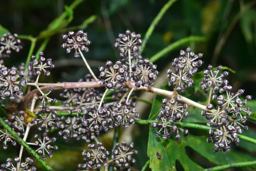 Frugter af Fatsia polycarpa