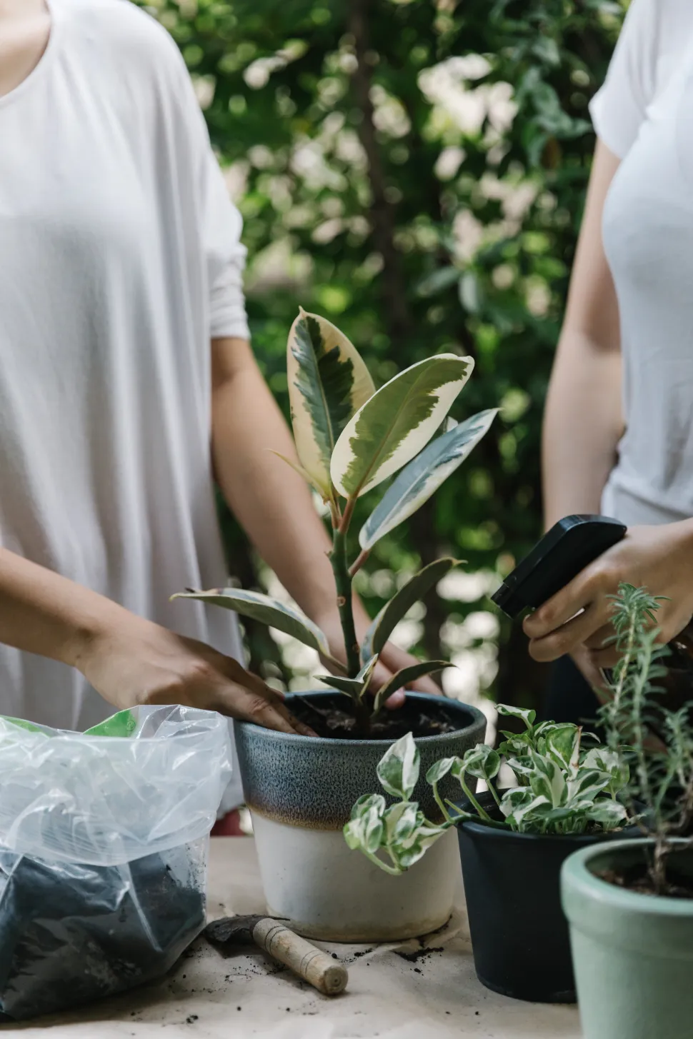 Group of people repotting their plants