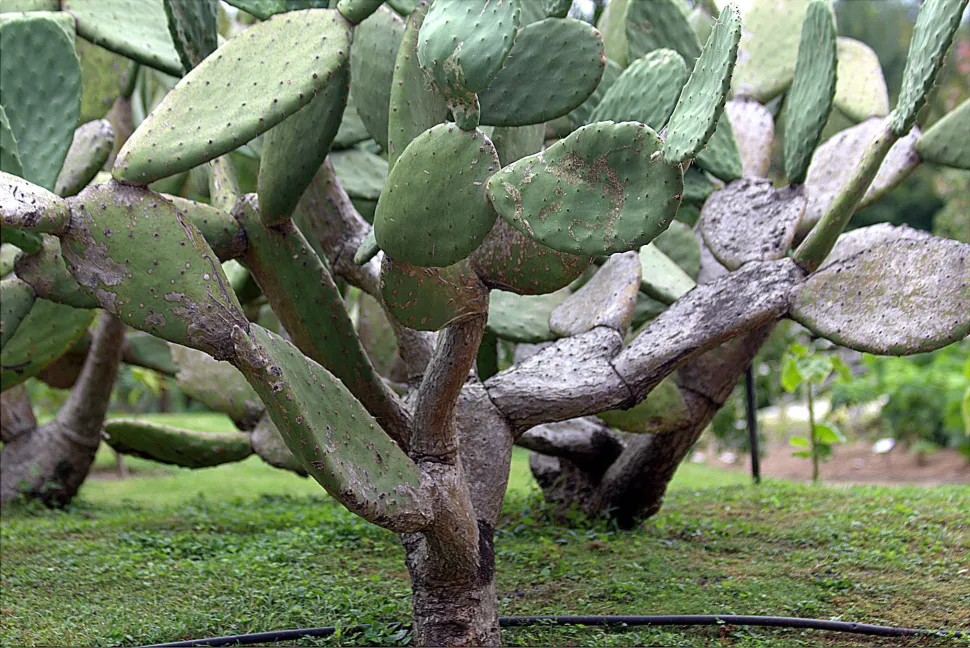 Træagtig stamme af Opuntia ficus-indica