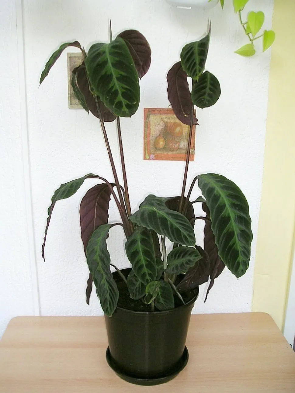 Goeppertia warscewiczii in een pot