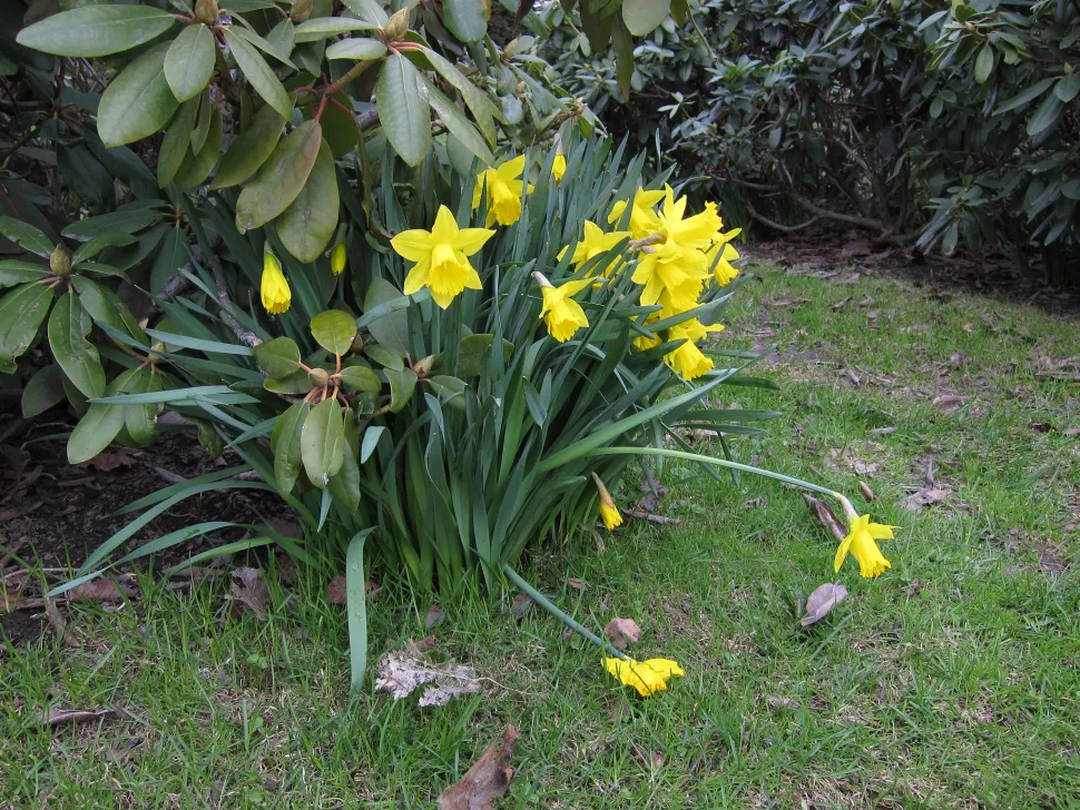Narcisos amarelos em flor