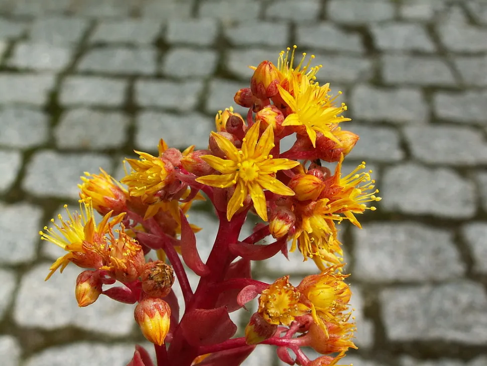 Gele bloemen Aeonium leucoblepharum