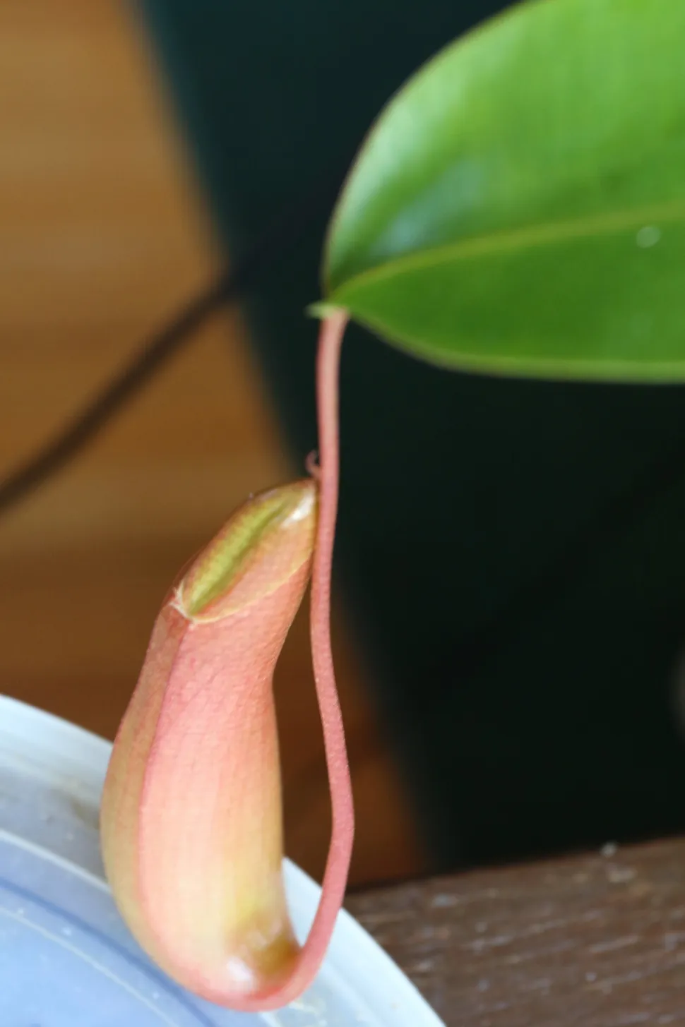 Nepenthes ventrata urn in formatie