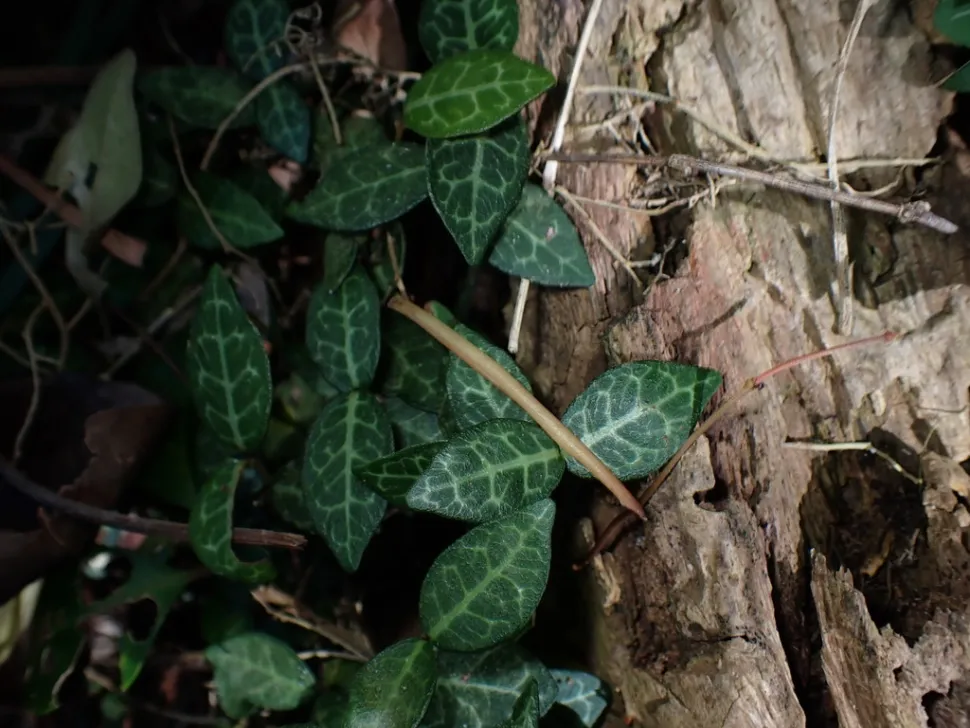 Foglie verdi con venature chiare Trachelospermum asiaticum