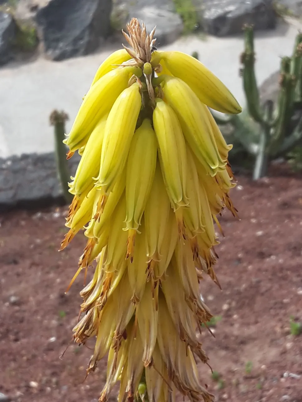 Aloe-vera-Blüte
