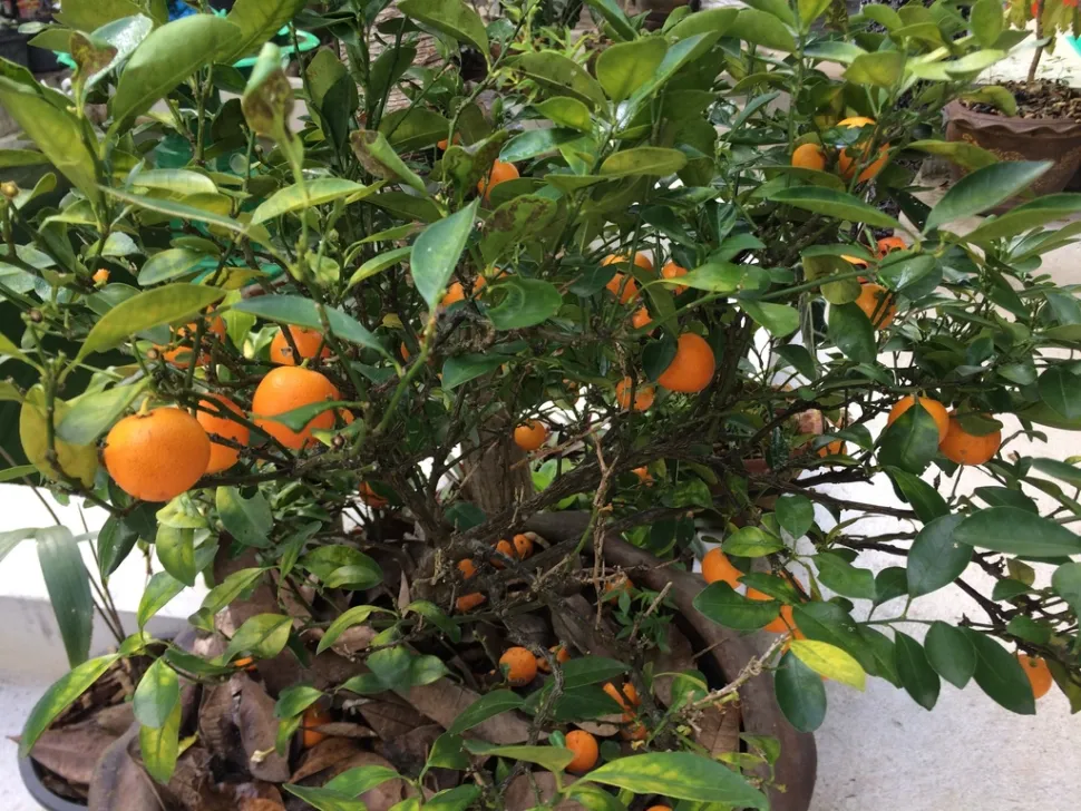 Citrus microcarpa im Topf