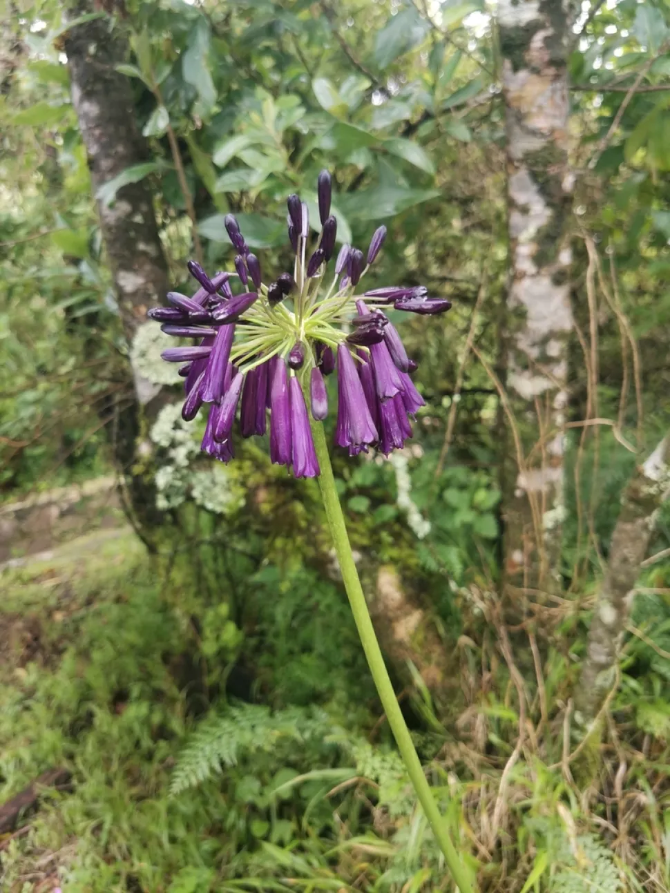 Paarse vallende bloemen Agapanthus inapertus