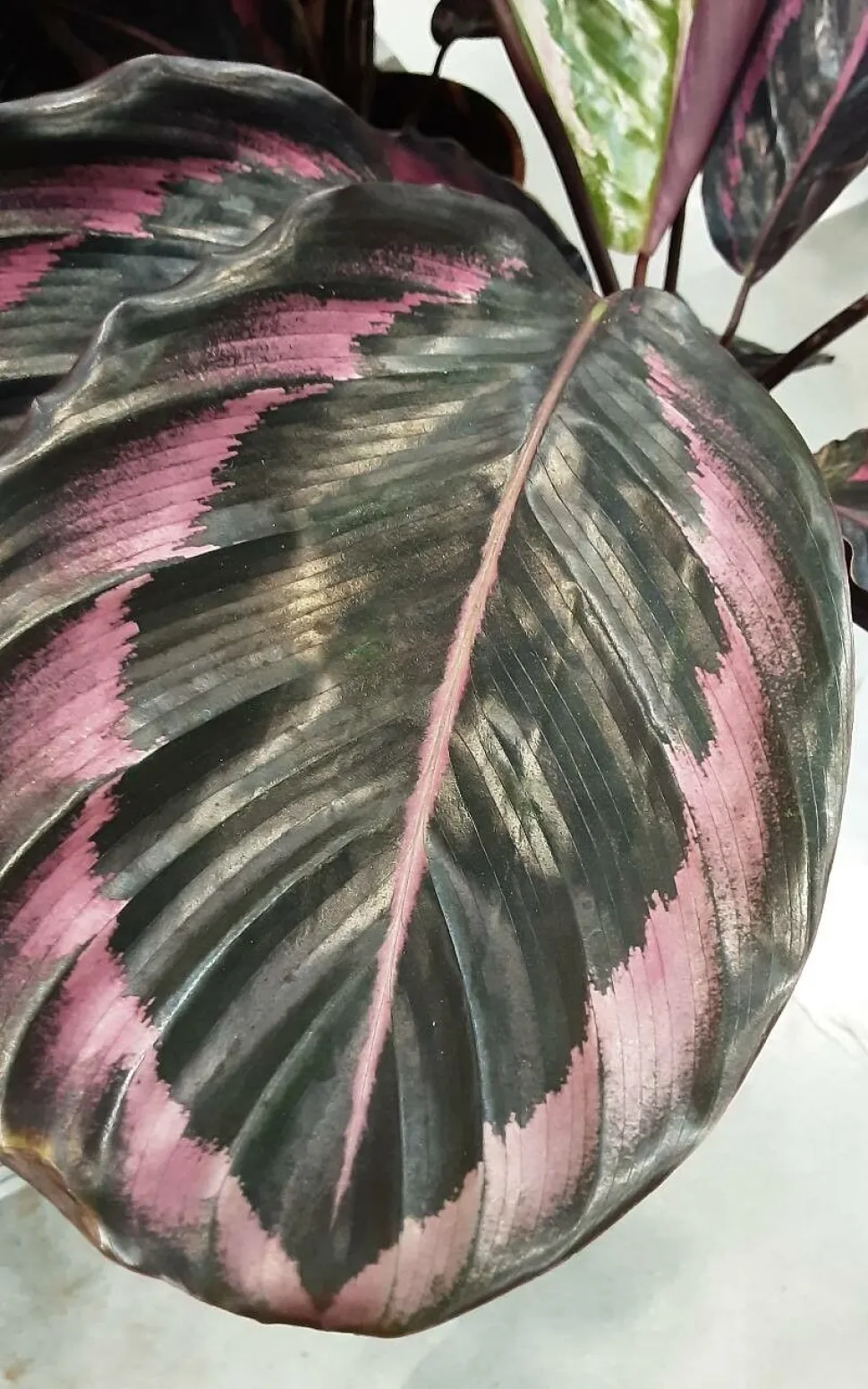 Grønt og lyserødt blad Caalthea roseopicta