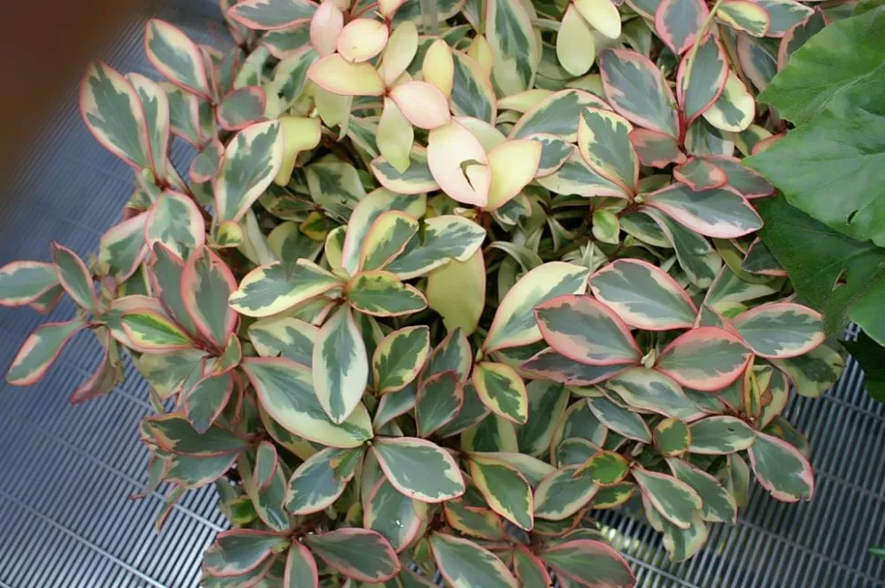 Peperomia clusiifolia grün und rosa