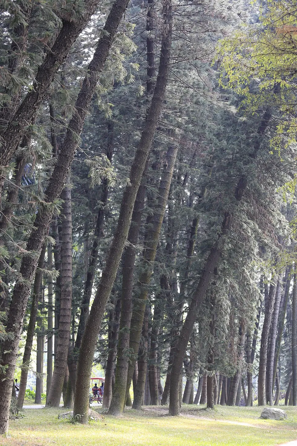 Araucaria columnaris Geneigter Stamm