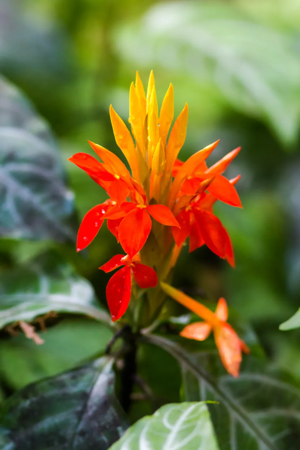 Aphelandra aurantiaca bloem