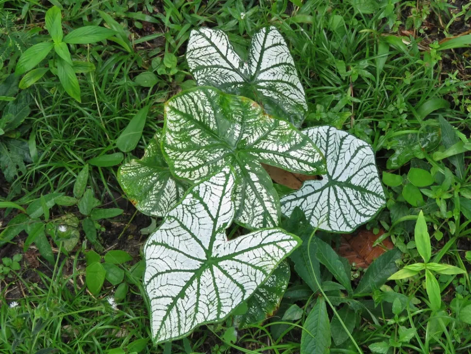 Weiße und grüne Caladium White Christmas