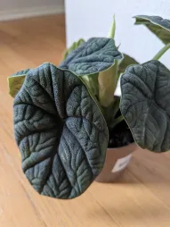 Alocasia melo in vaso